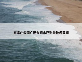 石家庄公园广场金银木已到最佳观果期